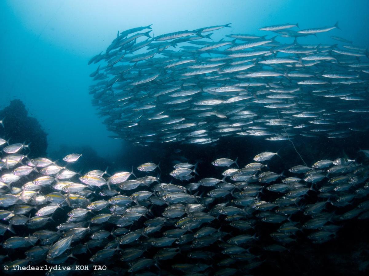 The Dearly Koh Tao Hostel-Padi 5 Star Dive Resort Exterior foto